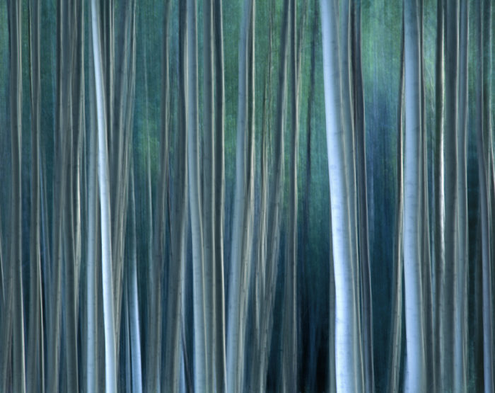 asp skog i kvällsljus lahall JPL000095